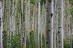 Aspens.jpg